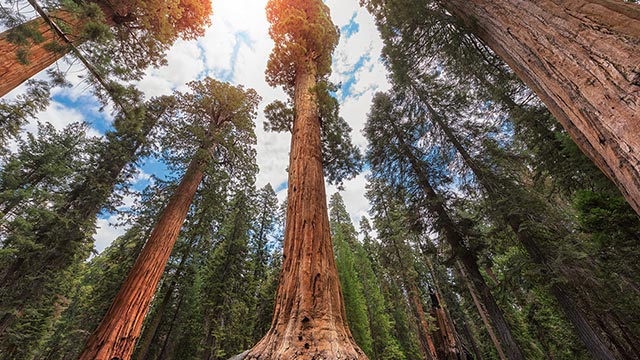 Sequoia, California, USA
